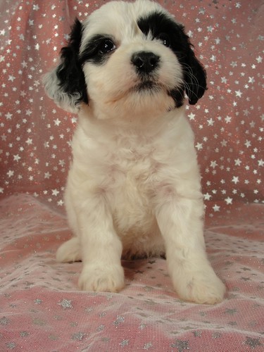 Male Cockapoo Puppy for Sale #24 Born August 10, 2011